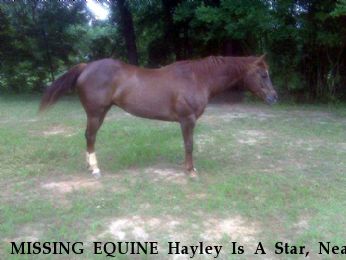 MISSING EQUINE Hayley Is A Star, Near Maysville, GA, 30558